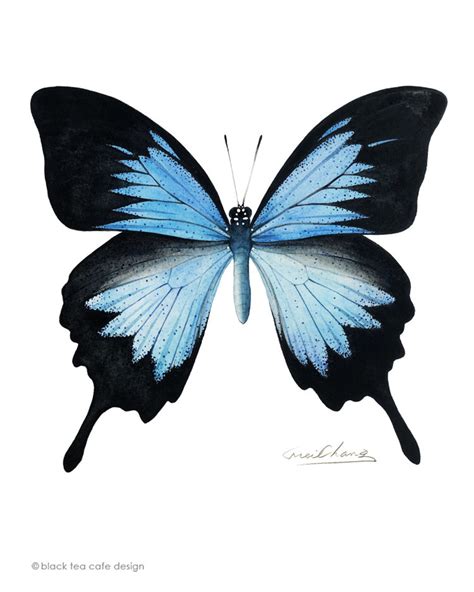 Ulysses Butterfly Art Print 5x7 Butterfly Watercolor Art Etsy