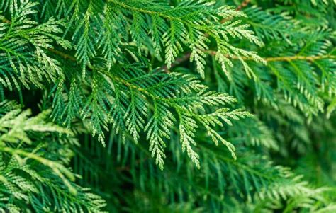 24 Different Types Of Arborvitae Trees For Your Yard With Pictures