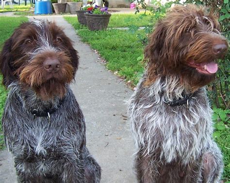 Wirehaired pointing griffons for adoption. Drótszőrű griffon kutya
