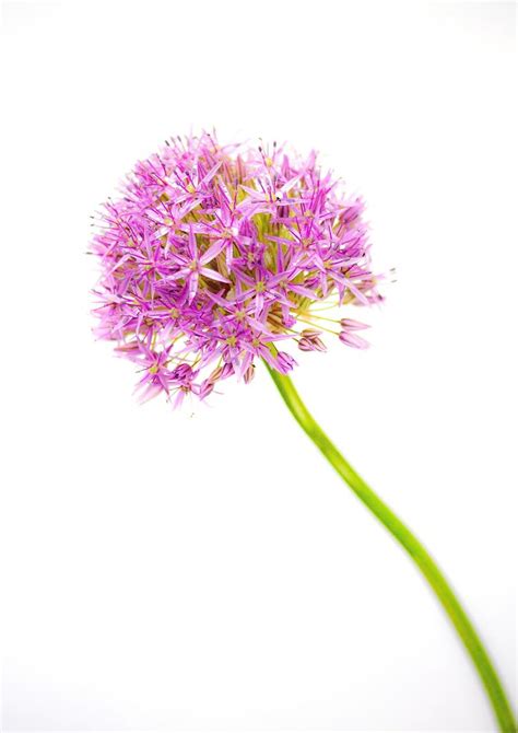 Allium Purple Sensation Grown In My Garden So I Could Ad Flickr