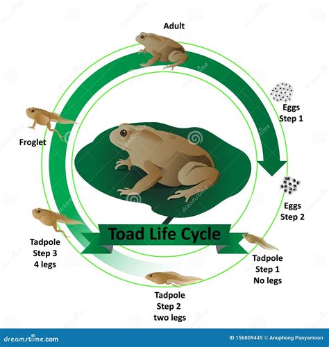 American Toad Life Cycle