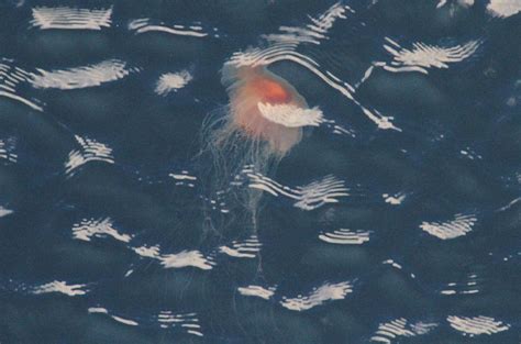 Jellyfish At Ketchikan Alaska