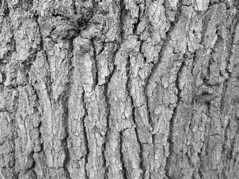 Free Photo Tree Bark Bark Flora Grain Free Download Jooinn