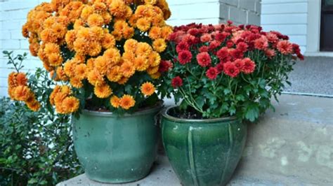 Why Mums Are The Perfect Fall Flower Angies List