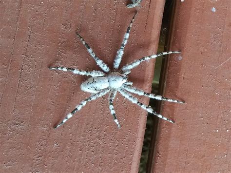 White Banded Fishing Spider Rentomology