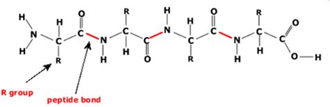 The hormone islet amyloid polypeptide (iapp, or amylin) plays a role in glucose homeostasis but aggregates to form islet amyloid islets of langerhans / metabolism*. Sally Bui's Biology HL Blog: Biology Hwk - Proteins