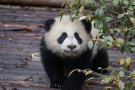 Adorable Fluffy Panda In The Park Stock Photo Image Of Wallpaper
