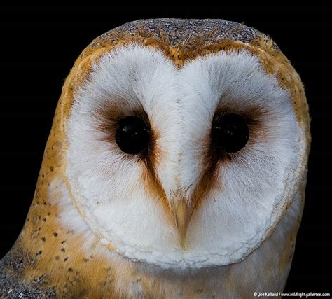 Owls, and especially barn owls, have been associated with all sorts of omens. TrekNature | Barn Owl Photo