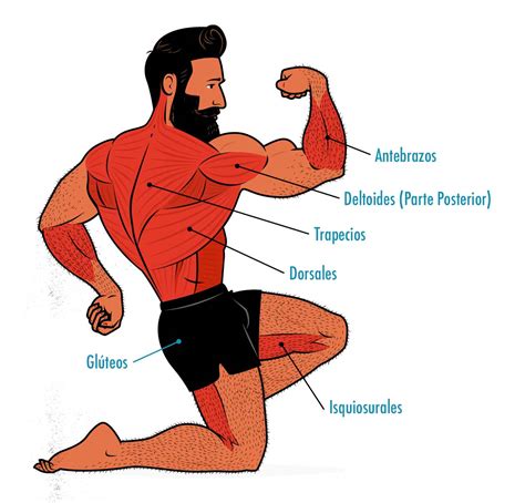 Guía del Entrenamiento con Peso Corporal para Ganar Músculo para ...