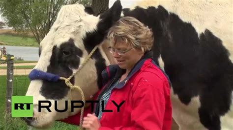 Usa This Colossal Cow Is The Tallest In The World Youtube