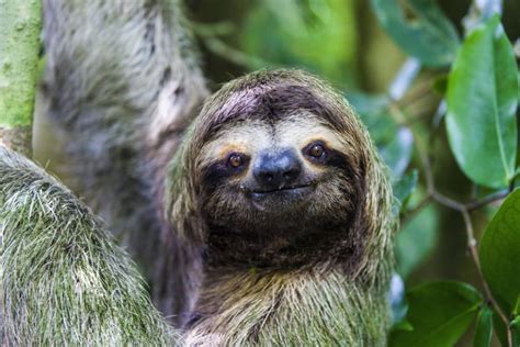 International Sloth Day Six Cosy Facts About The Laid Back Creatures