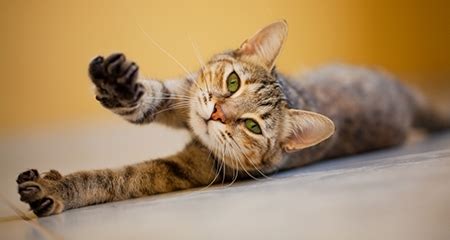 Cats are good at hiding the fact the most common cause is injury. 6 Signs You Should Take Your Cat to the Vet Right Away ...