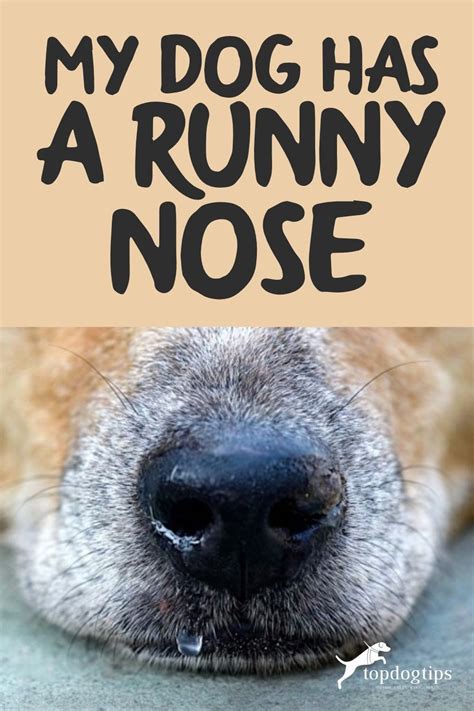 Dog Has A Runny Nose 5 Things You Can Do Dog Runny Nose Runny Nose