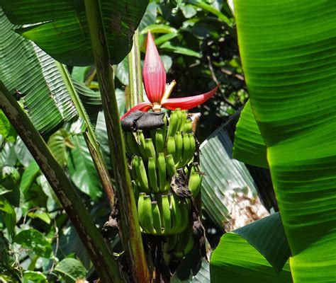 Wild Bananas Of Northeast India In Pictures Improving The