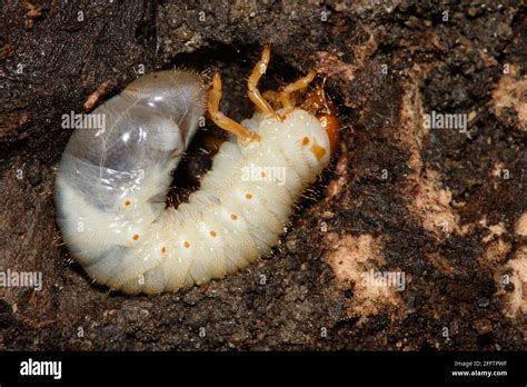 Beetle Larvae Hi Res Stock Photography And Images Alamy
