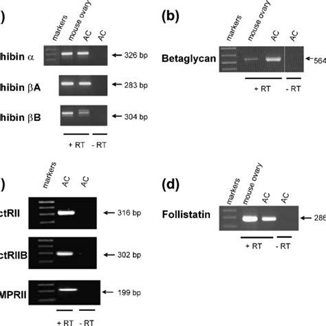 expression of mrna encoding a inhibin a and b subunits b download scientific diagram