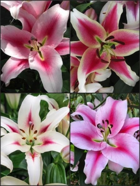 Multicoloured Tree Like Lily Bulb Collection Pack Of 12 Bulbs From