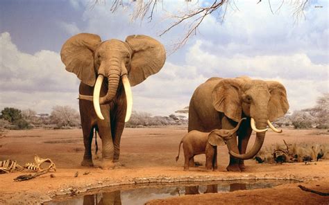 Elephant Hd Wallpaper Background Image 2560x1600