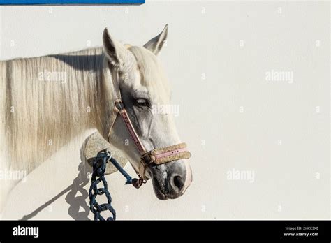 Portrait Of Beautiful White Horse Stock Photo Alamy