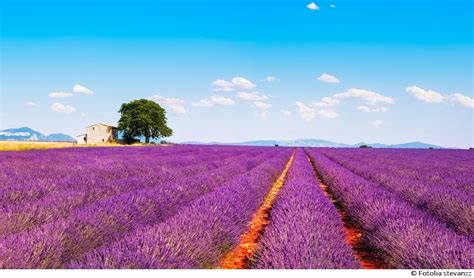 Hier meine tipps und eigenen erfahrungen. Provence zur Lavendelblüte - Boccado