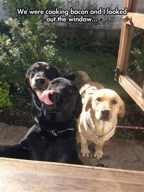 12 Pictures Of Hilarious Labradors And The Faces They Make