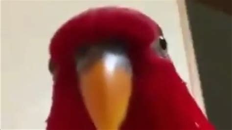 Red Bird Stare Meme Youtube
