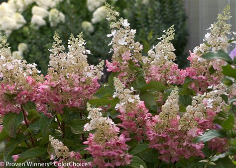 Flowers best in full sun mature size: Pinky Winky® - Panicle Hydrangea - Hydrangea paniculata ...