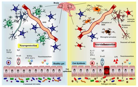 Ijms Free Full Text Gutbrain Axis Role Of Gut Microbiota On
