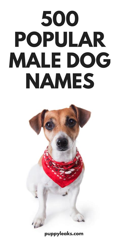 Trust us, you'll love these adorable names for your new fluffy best friend. 500 Popular Male Dog Names | Dog names male, Dog names ...