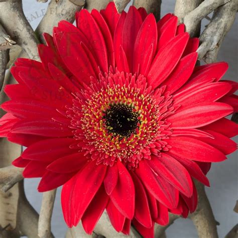 Gerbera Daisy Red Wholesale Flowers And Supplies