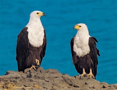 They are most closely related to the terns (family sternidae) and only distantly related to auks, skimmers and even more distantly to waders. Sea eagle | bird | Britannica