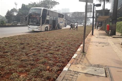 Foto Warga Bingung Ada Area Rumput Pisahkan Halte Bus Dengan Jalan