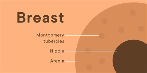 Different Types Of Boobs And Nipples