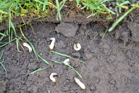 White Grubs In Dirt And Grass Green Thumb Advice