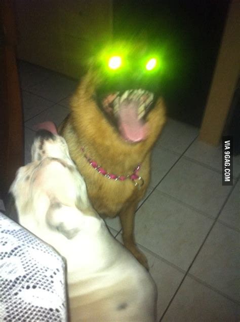 Dog From Hell 9gag