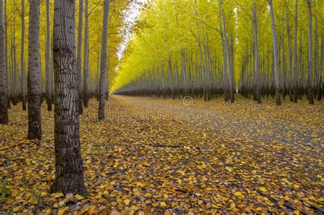 Access Road To A Tree Farm Autumn Stock Photo Image Of Road Brown