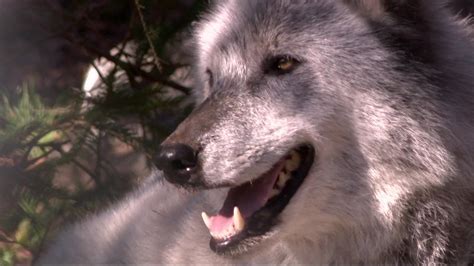 Wolf Conservation Center Makes For Howling Good Adventure In South Salem