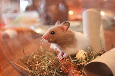 Domestic White Hamster Free Image Download