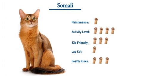 Somali Cat Breed Everything You Need To Know At A Glance