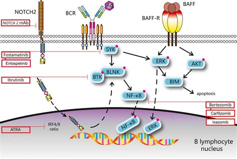 Developing Role Of B Cells In The Pathogenesis And Treatment Of Chronic