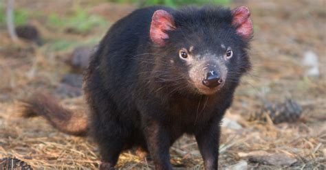 Tasmanian Devils May Be Rapidly Evolving To Resist A Deadly Cancer