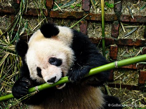 Photo Essay Panda Bears In Chengdu