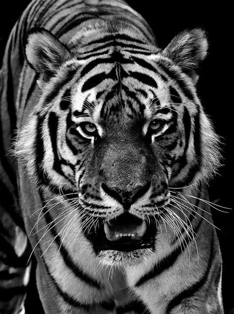 Tiger Predator Fur Black And · Free Photo On Pixabay