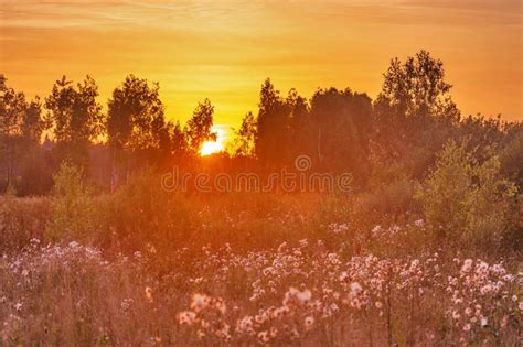 Forest Sunset Stock Photo Image Of Colorful Black Leaves 16638846