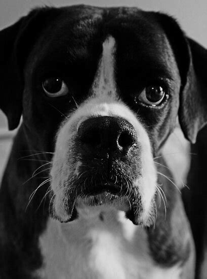 Find the perfect boxer puppy at puppyfind.com. "Arwen's Portrait in Black and White -Boxer Dogs Series ...