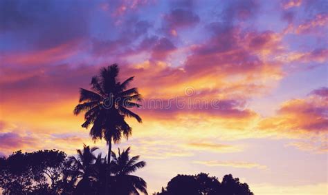 Dark Silhouettes Of Coconut Palm Trees Against Colorful Sunset Sky On