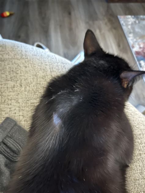 My Cat Gets Random Bald Spots Vet Says Not To Worry But Has Anyone