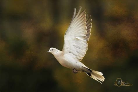 Dove In Flight Dove Flying Above My Feeding Station Textu Flickr
