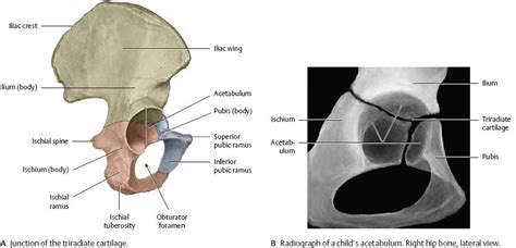 Bones Ligaments And Joints Atlas Of Anatomy Anatomy Gross Anatomy