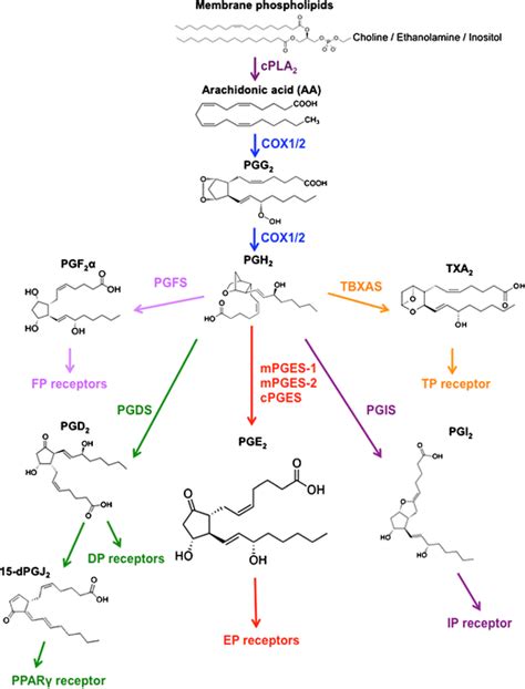 Thus, pge2 exerts dual functions in eae, facilitating th1 and th17 cell generation redundantly through ep4 and ep2 during immunization and attenuating invasion of these cells into the brain by protecting. Multifaceted roles of PGE2 in inflammation and cancer ...